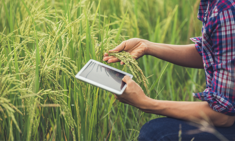 person with tablet in field