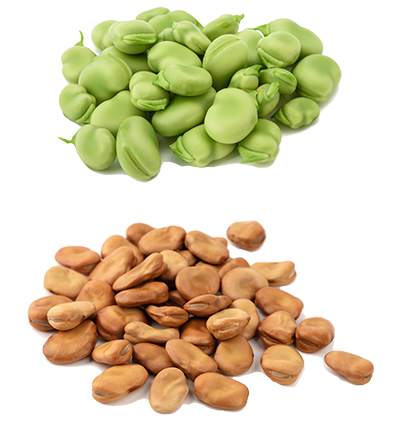 Faba Beans - SiccaDania