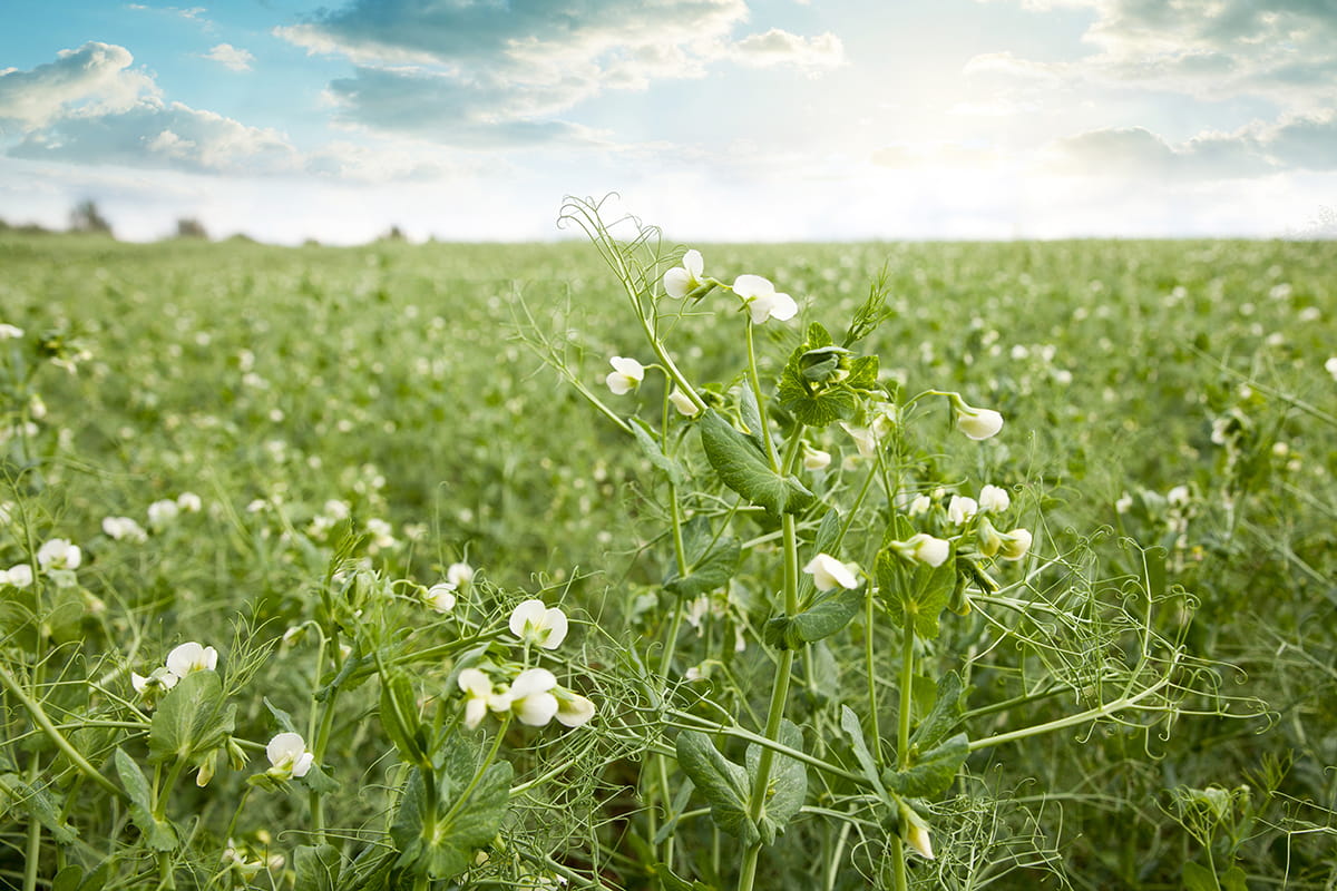 starch in plants