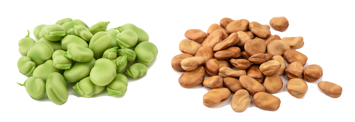 Faba beans for plant-based proteins